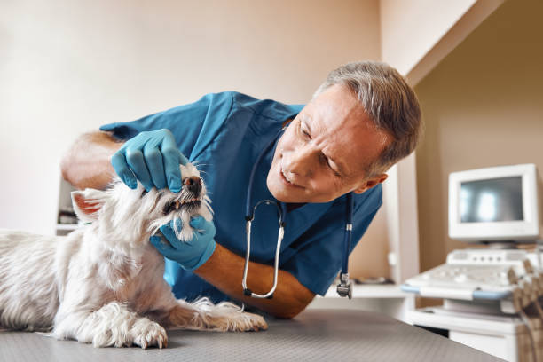 Best 24-Hour Emergency Dental Care in Fabens, TX